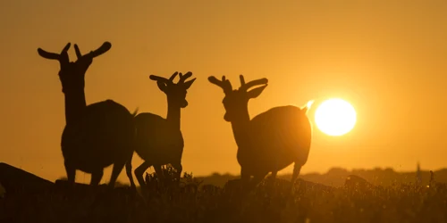 Căprioare zburdă la apus de soare pe Insula Hanringvreter lângă oraşul Veer regiunea Zeelanda din Olanda FOTO EPA / Olivier Hoslet
