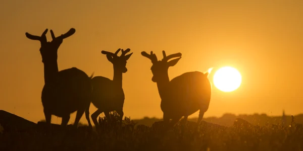 Căprioare zburdă la apus de soare pe Insula Hanringvreter lângă oraşul Veer regiunea Zeelanda din Olanda FOTO EPA / Olivier Hoslet