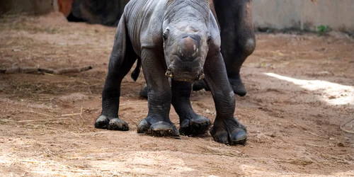 Pui rinocer alb FOTO FB  Bioparc Valencia jpg