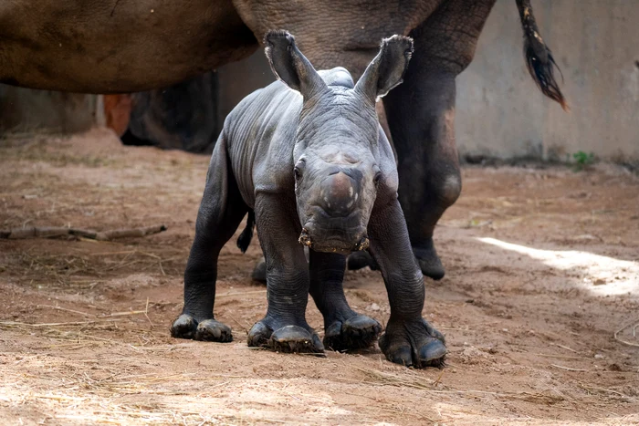 Puiul se simte foarte bine. FOTO FB Bioparc Valencia
