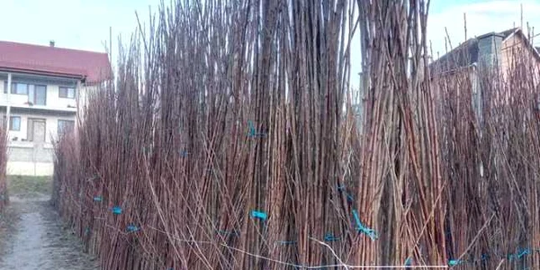 pomi fructiferi alba