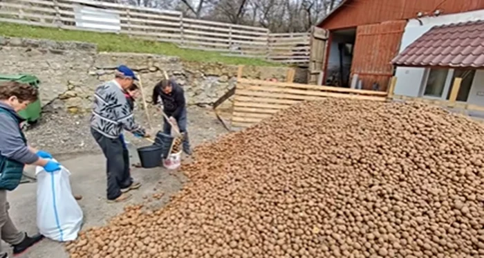 Cartofii sunt oferiți gratuit localnicilor / captură video: Primăria Soveja