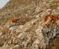 Cetatea Enisala Sursa Enisala ICEMT jpg