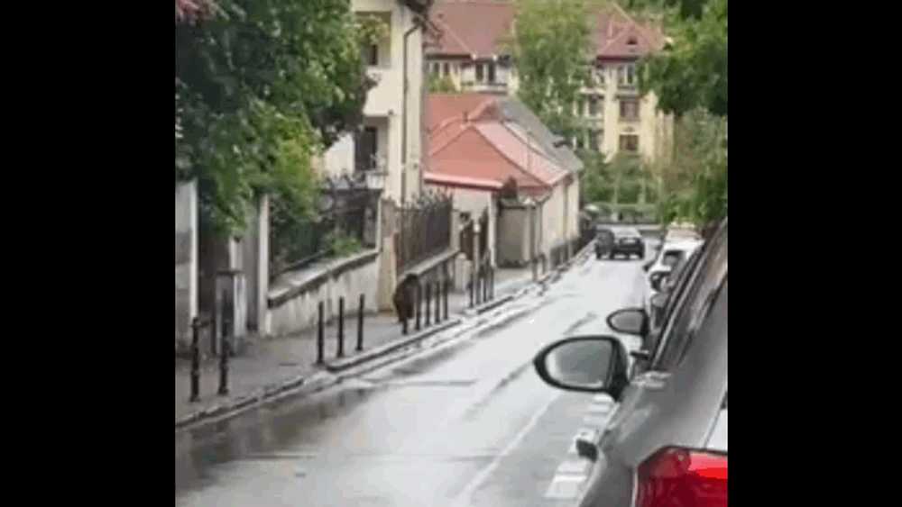 Un urs a fost filmat alergând printre mașini pe o stradă din Brașov
