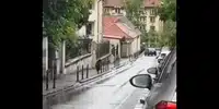 urs brasov gif gif