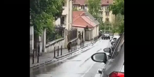 urs brasov gif gif