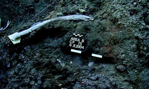 Descoperire remarcabilă: omul preistoric vâna şi ciopârţea elefanţi cu unelte jpeg