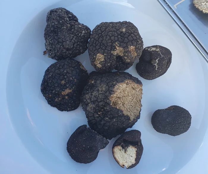 Așa arată trufele negre. Nu au picior și pălărie ca niște ciuperci obișnuite