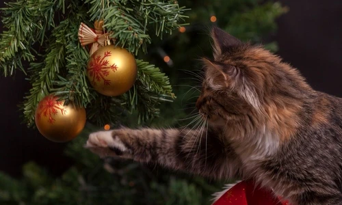 1 72253 original jpg jpeg