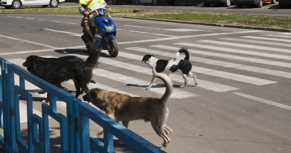 Un bărbat atacat de patru câini pe strazile din Iași se află în stare gravă în spital