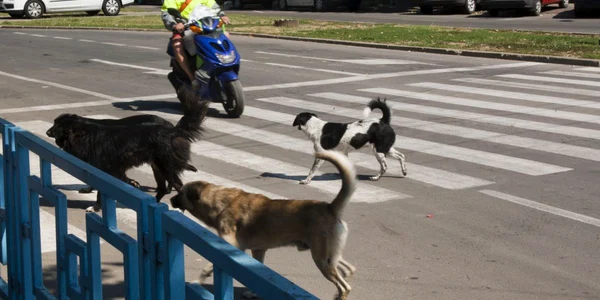 caini maidanezi FOTO ADEVARUL