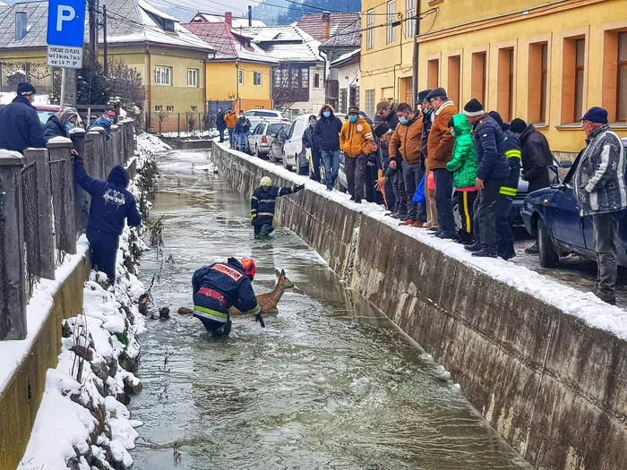 Cățelul a scăpat cu bine și a fost dus la veterinar
