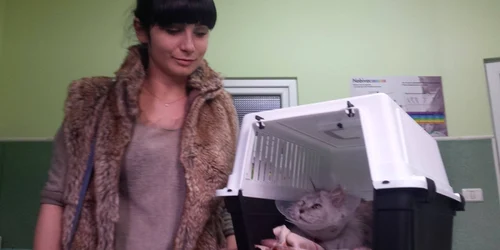 Pisica la veterinar FOTO Ştefan Both