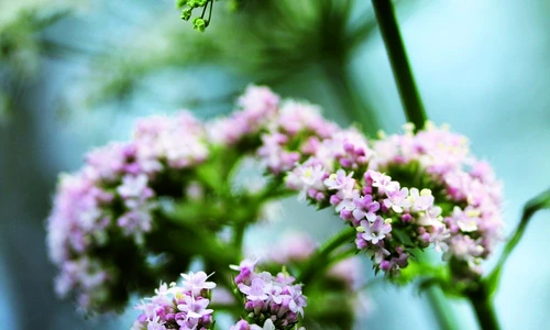 1 67538 original jpg jpeg