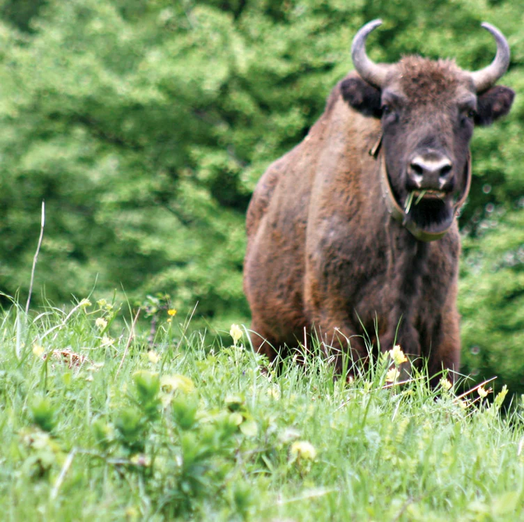 
    Mai 2012. Animalele s-au adaptat la noul mod de viaţă (Fotografii: Florin Jbanca)  