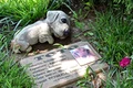 cimitir animale jpg
