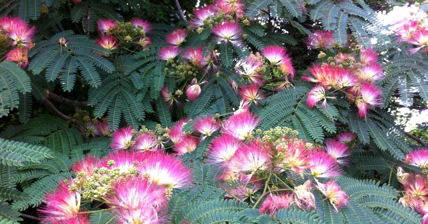 Arbori ornamentali cu creştere rapidă: Arborele de mătase (Albizia julibrissin Durazz) FOTO 4brancheschinesemedicinecenter.com