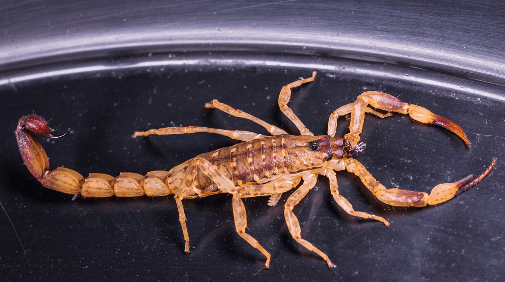 Un băiețel înțepat de un scorpion a murit după șapte atacuri de cord FOTO 