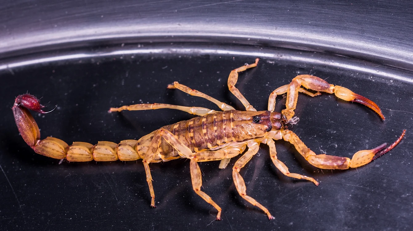 Populațiile de scorpioni au crescut de-a lungul anilor în Brazilia Foto: Pixabay