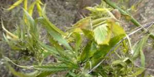 Cultura de canabis se întinde pe o suprafaţă de opt arii de teren