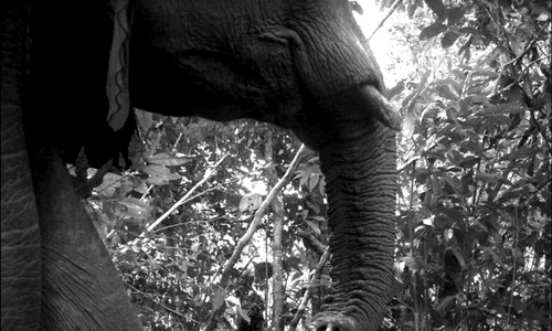 Animale fotografiate în sălbăticie (Foto: AP) jpeg