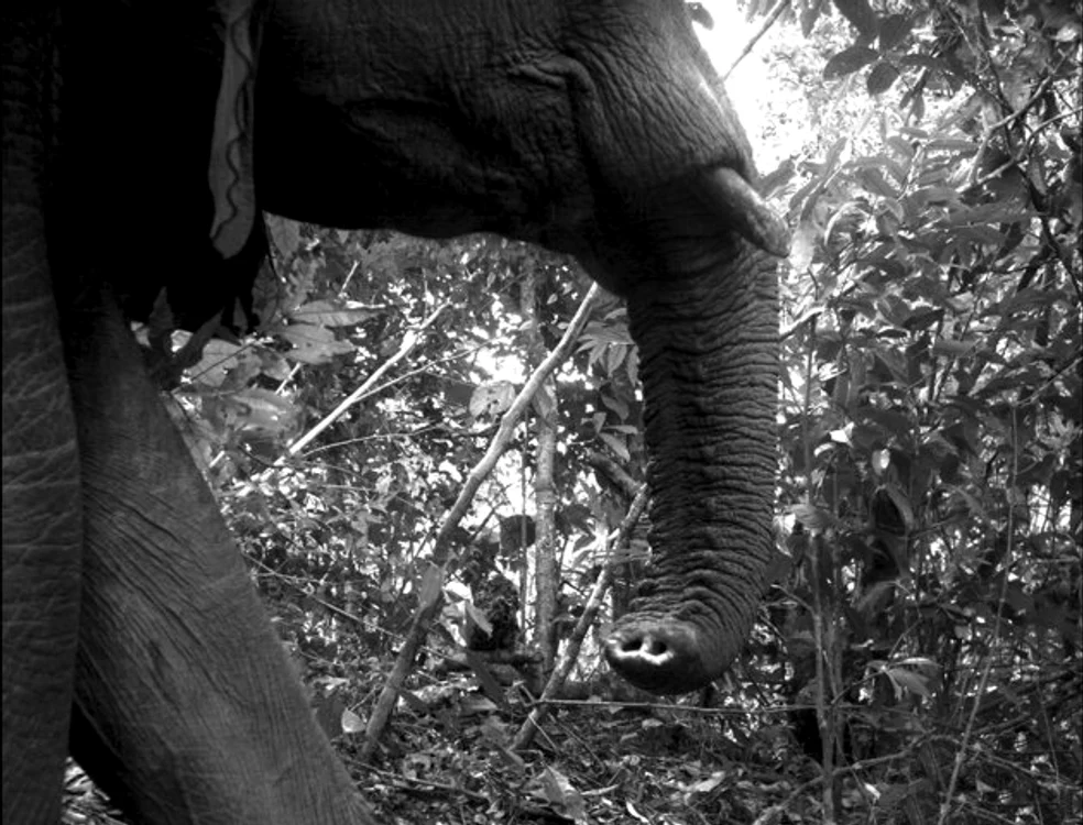 Animale fotografiate în sălbăticie (Foto: AP)