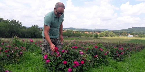 Plantaţie de trandafiri pentru dulceaţă