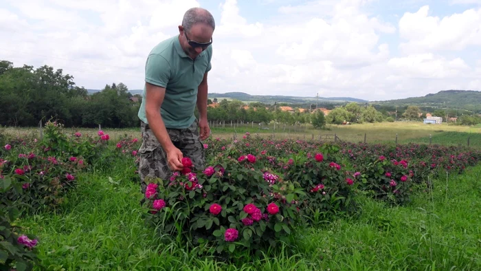 Plantaţie de trandafiri pentru dulceaţă