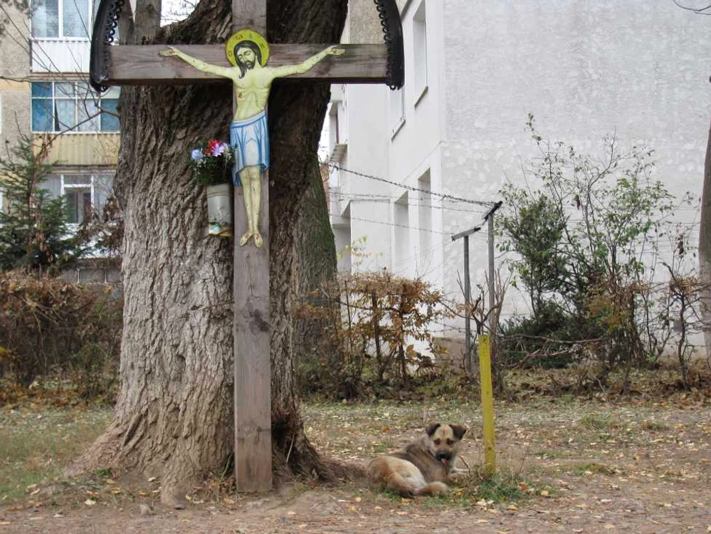 Pe străzile din municipiul Suceava sunt aproximativ 2.000 de câini fără stăpân