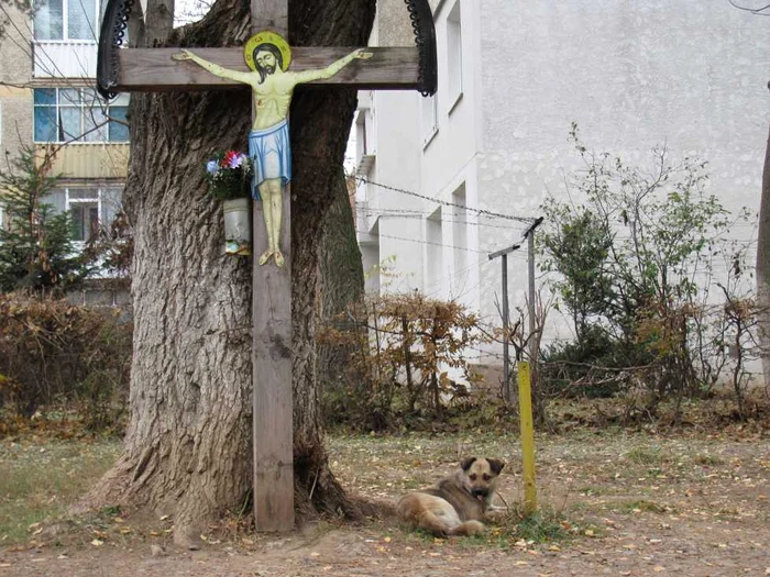 Pe străzile din municipiul Suceava sunt aproximativ 2.000 de câini fără stăpân