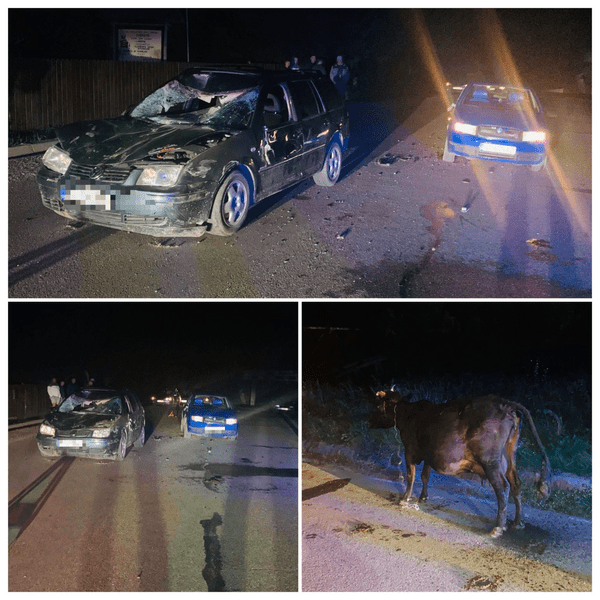 O vacă nărăvaşă a „tamponat“ două autoturisme. Pagube materiale şi o femeie băgată în spital