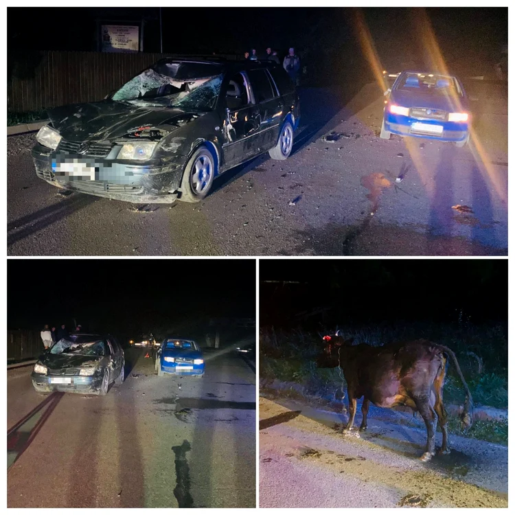 Proprietarul bovinei este cercetat penal FOTO Poliția Neamț