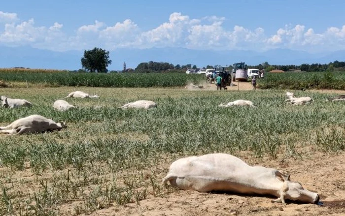 Animalele au murit în circa 15 minute după ce au mâncat sorgul Foto AFP