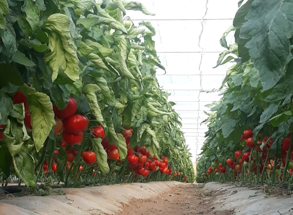 Aproximativ 8.400 producători de tomate s-au înscris în program doar în județul Olt FOTO: arhiva