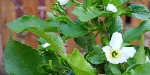 flori in visini Foto Gabriela Gălușcă jpg