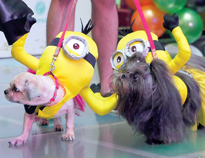 Mignonii nu vorbesc cu străinii