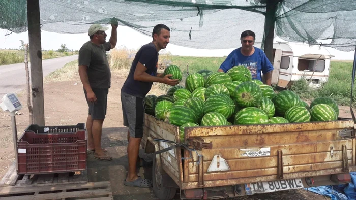 A început sezonul lubeniţei de Gottlob FOTO Ştefan Both 	