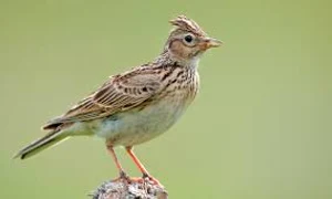 toateanimalele rojpg 0 jpeg