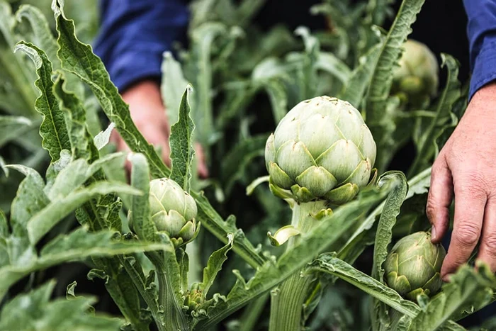 Imagine cu modul în care este cultivată anghinarea Sursă foto Riverford Organic Farmers