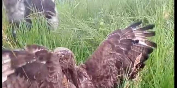 Doljeanul şi-a pus câinele să ucidă un uliu 