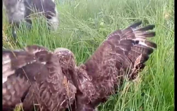 Doljeanul şi-a pus câinele să ucidă un uliu