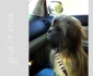 Chewie? jpeg