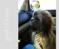 Chewie? jpeg