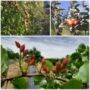 produse statiunea de cercetare dabuleni   foto arhiva aurelia diaconu (8) jpeg