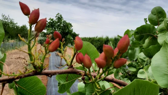 produse statiunea de cercetare dabuleni foto arhiva aurelia diaconu (8) jpeg