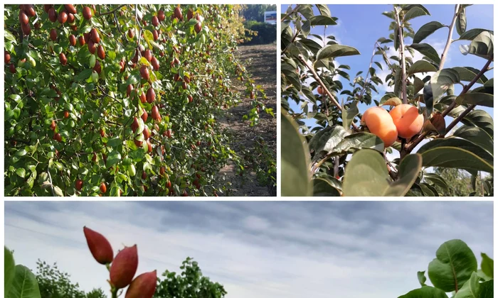 produse statiunea de cercetare dabuleni   foto arhiva aurelia diaconu (8) jpeg
