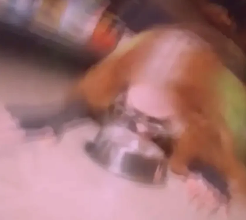 apa din bol PNG