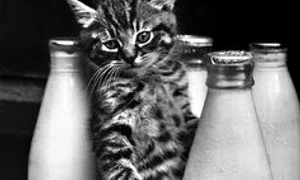 cats love milk jpeg