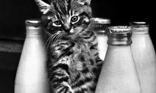cats love milk jpeg