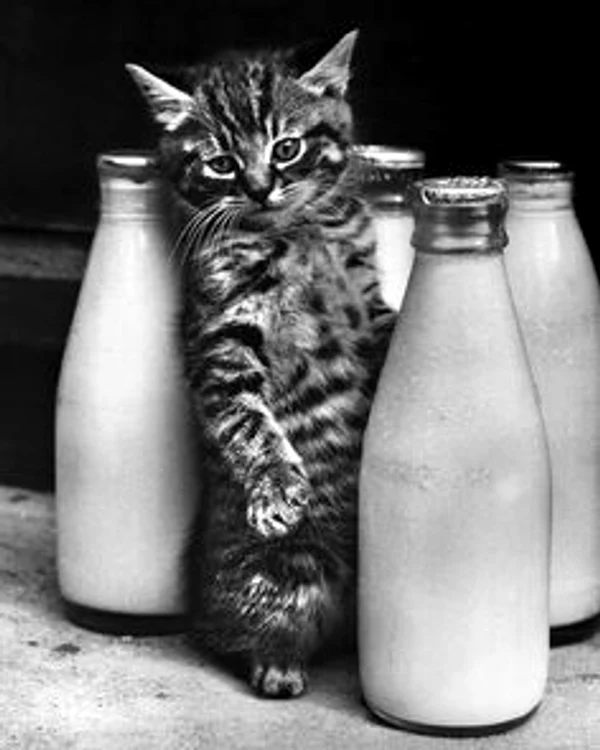 
    Pisicile iubesc laptele, mai ales când este proaspătFoto Facebook  